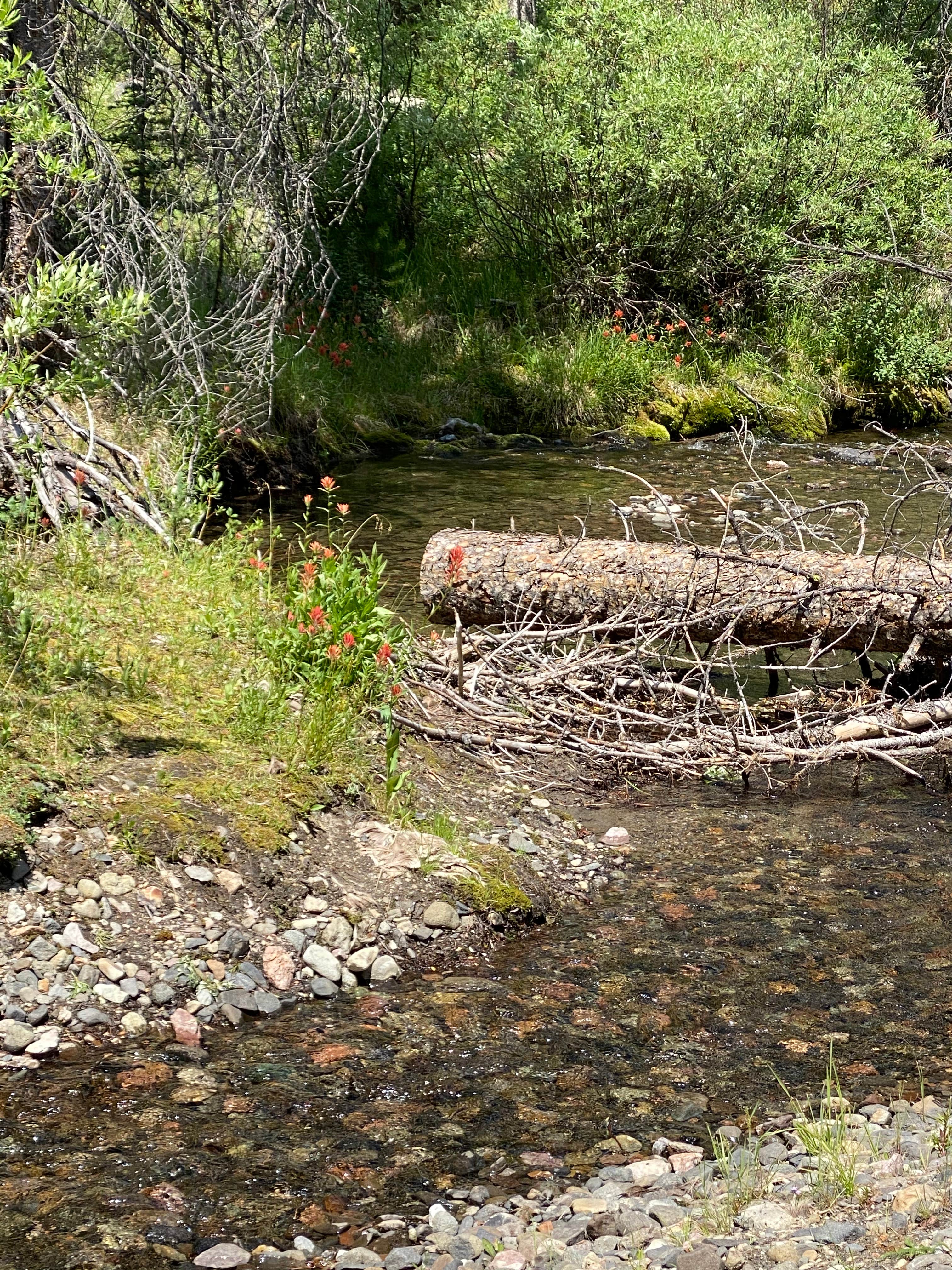 Camper-submitted photo at Mill Creek near May, ID