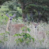 Review photo of Wilderness Rider Buffalo Ranch and Adventure Park by Leslie D., July 29, 2021