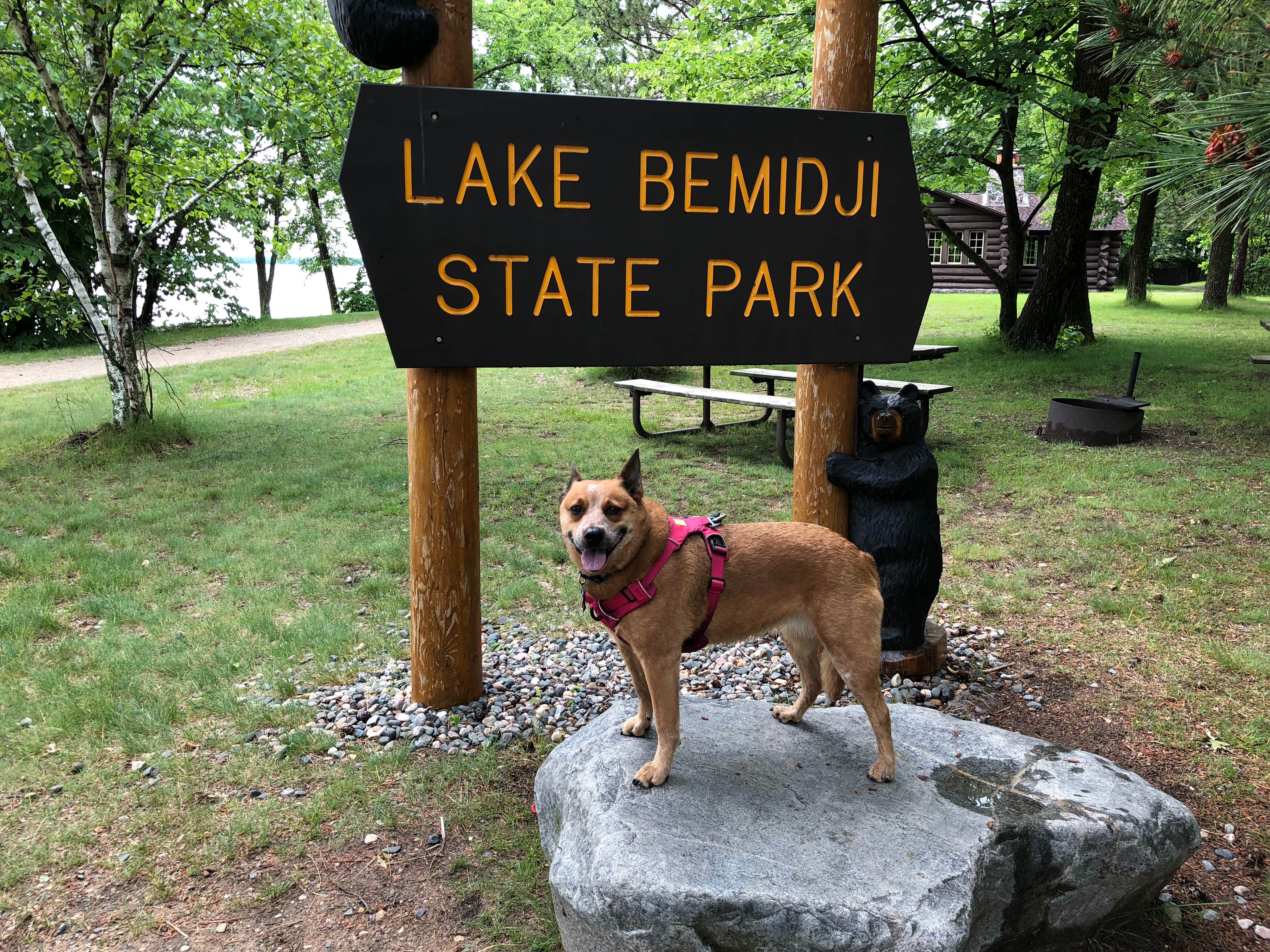 Art S.'s photo of camping with pets at Lake Bemidji State Park Campground near Blackduck, MN