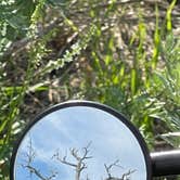 Review photo of Grahams Island State Park Campground by Olson H., July 29, 2021