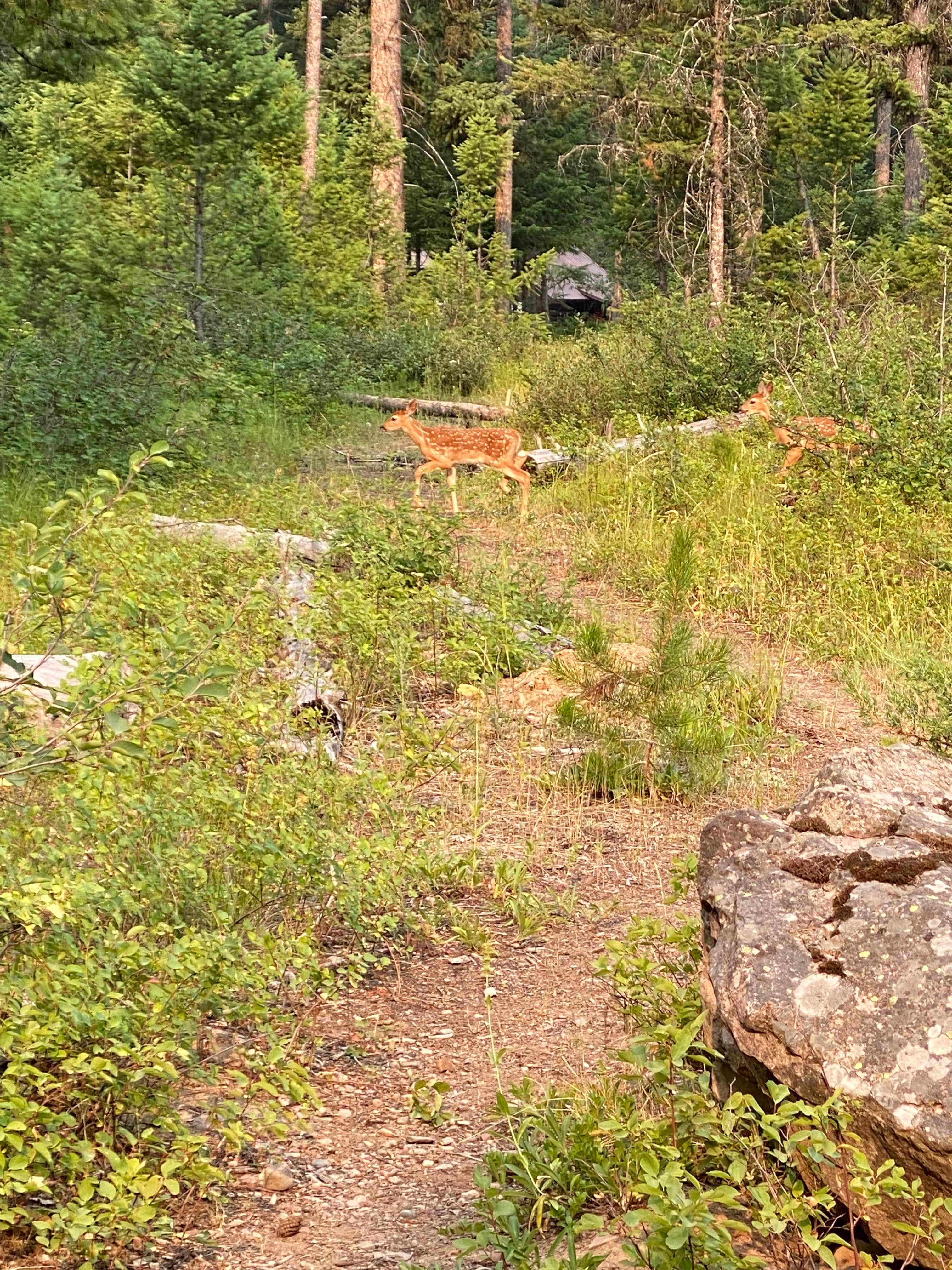 Camper-submitted photo at Spotted Bear near Flathead National Forest