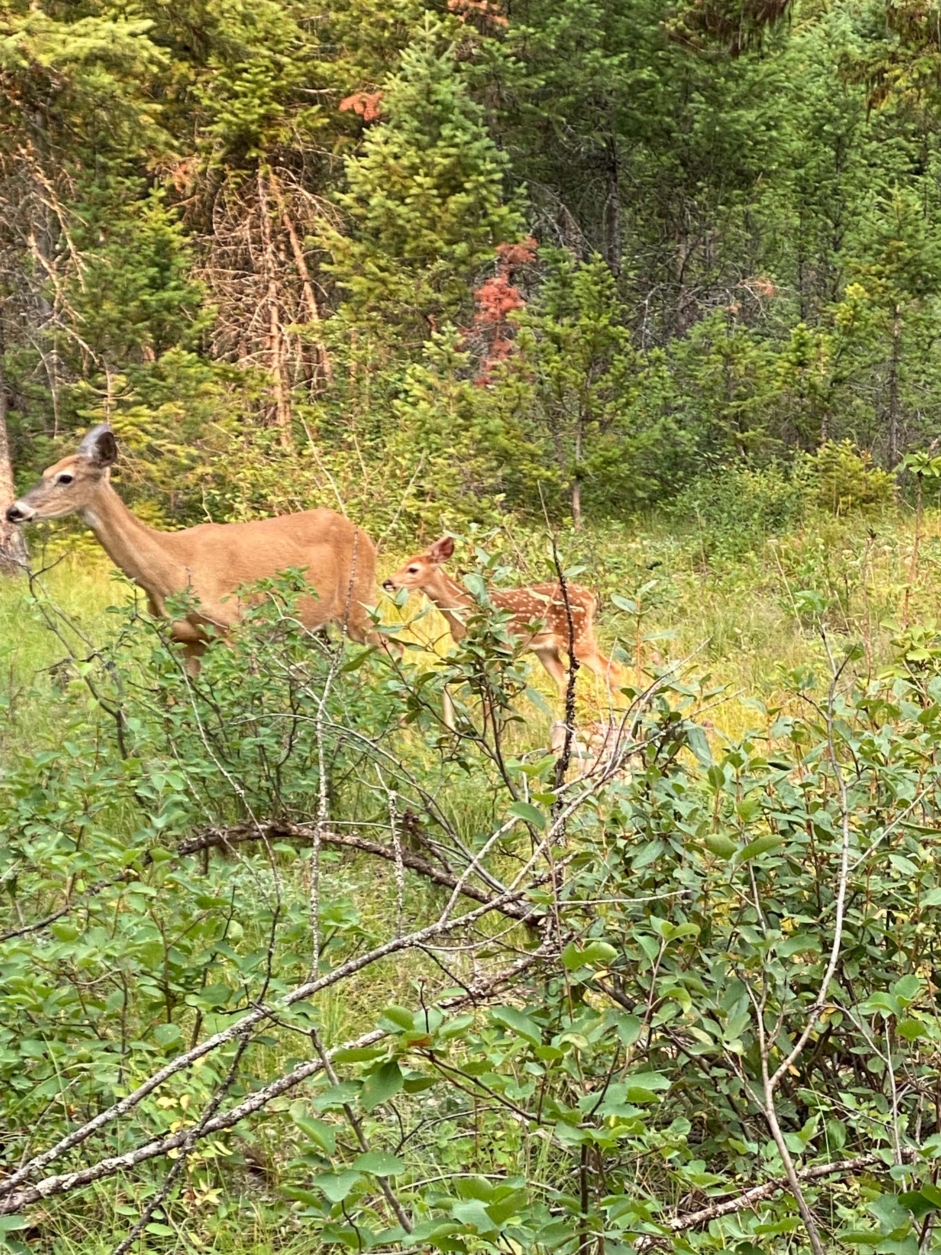 Camper-submitted photo at Spotted Bear near Flathead National Forest