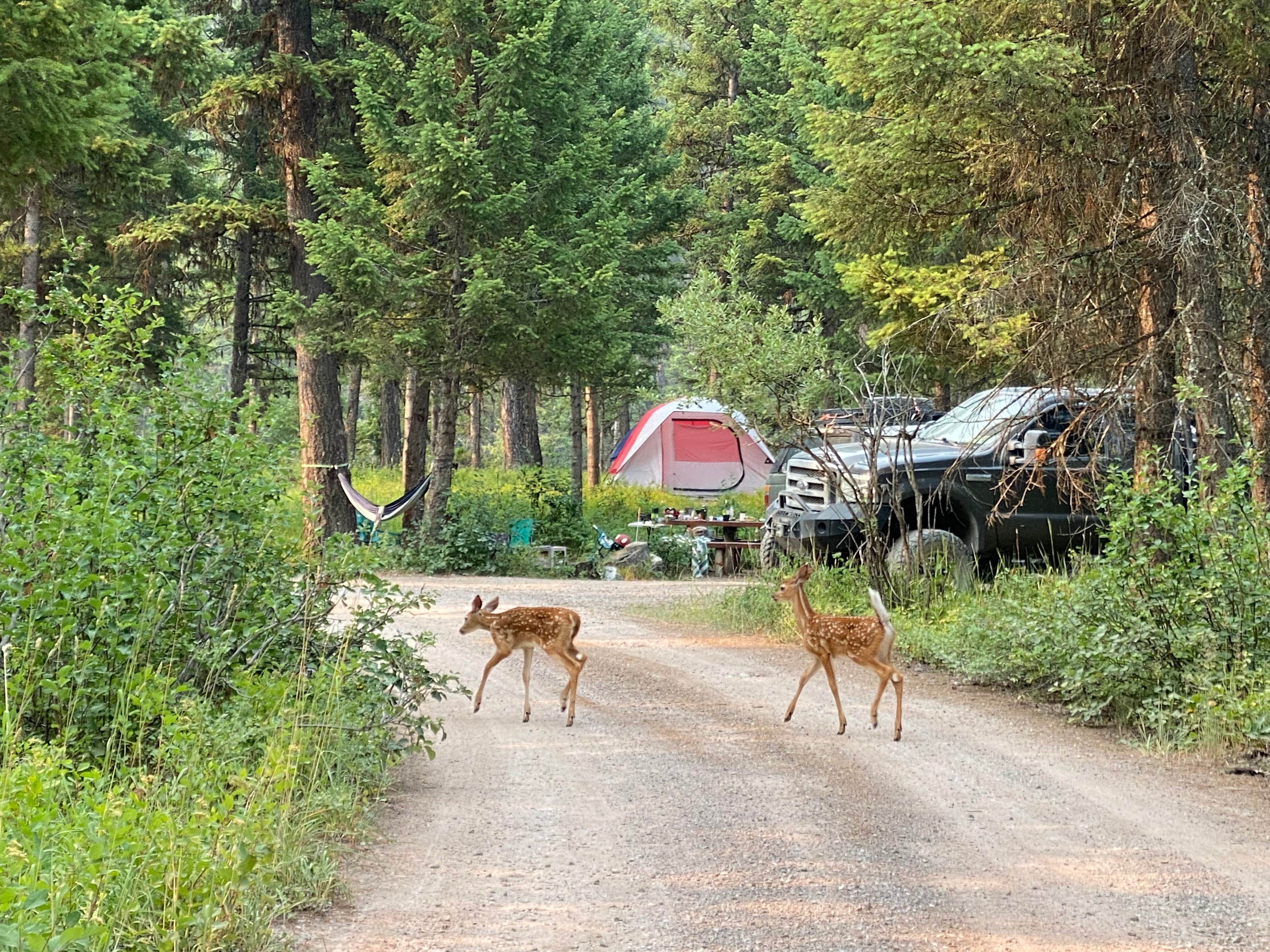 Annie C.'s photo of camping with pets at Spotted Bear near Condon, MT