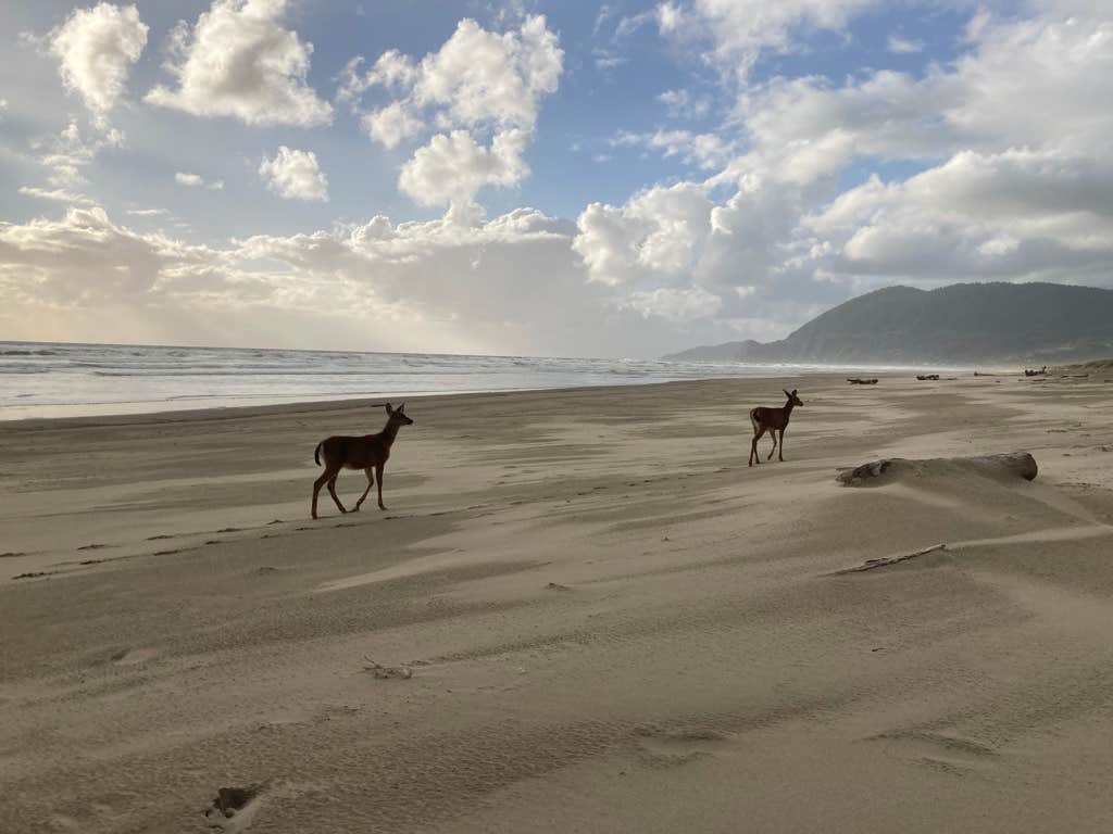 Tanya B.'s photo of camping with pets at Nehalem Bay State Park Campground near Cannon Beach, OR