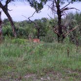 Review photo of Tomoka State Park Campground by Samantha H., July 29, 2021