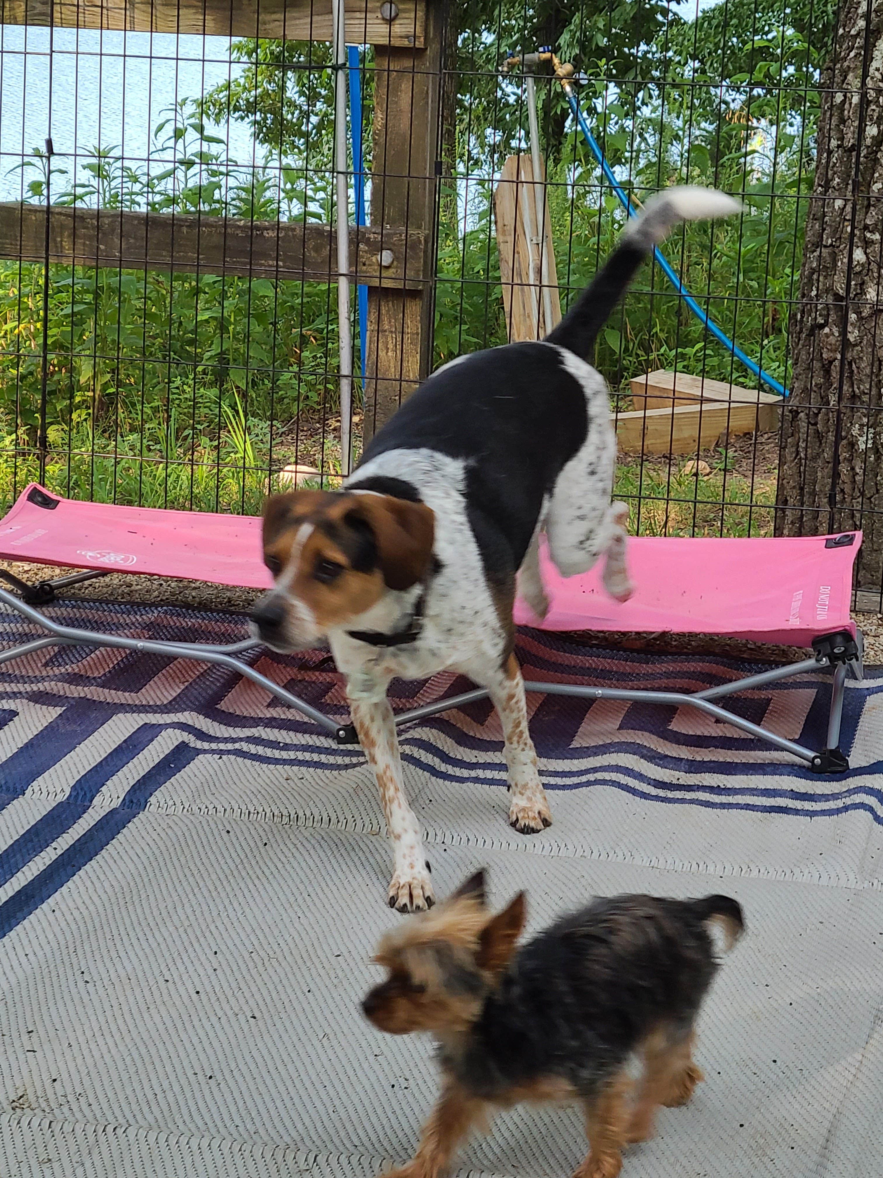 Leslie D.'s photo of camping with pets at Gamaliel near West Plains, MO