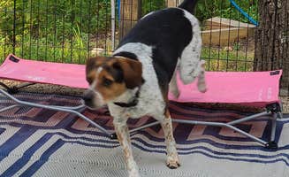Leslie D.'s photo of camping with pets at Gamaliel near Calico Rock, AR