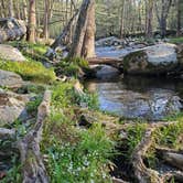 Review photo of Elkmont Campground — Great Smoky Mountains National Park by Caradee F., July 30, 2021