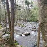 Review photo of Elkmont Campground — Great Smoky Mountains National Park by Caradee F., July 30, 2021