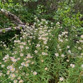 Review photo of Baker Creek Campground — Great Basin National Park by Alma L., July 30, 2021