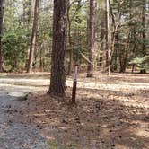 Review photo of Shad Landing Campground by Jean C., July 30, 2021