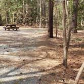 Review photo of Shad Landing Campground by Jean C., July 30, 2021