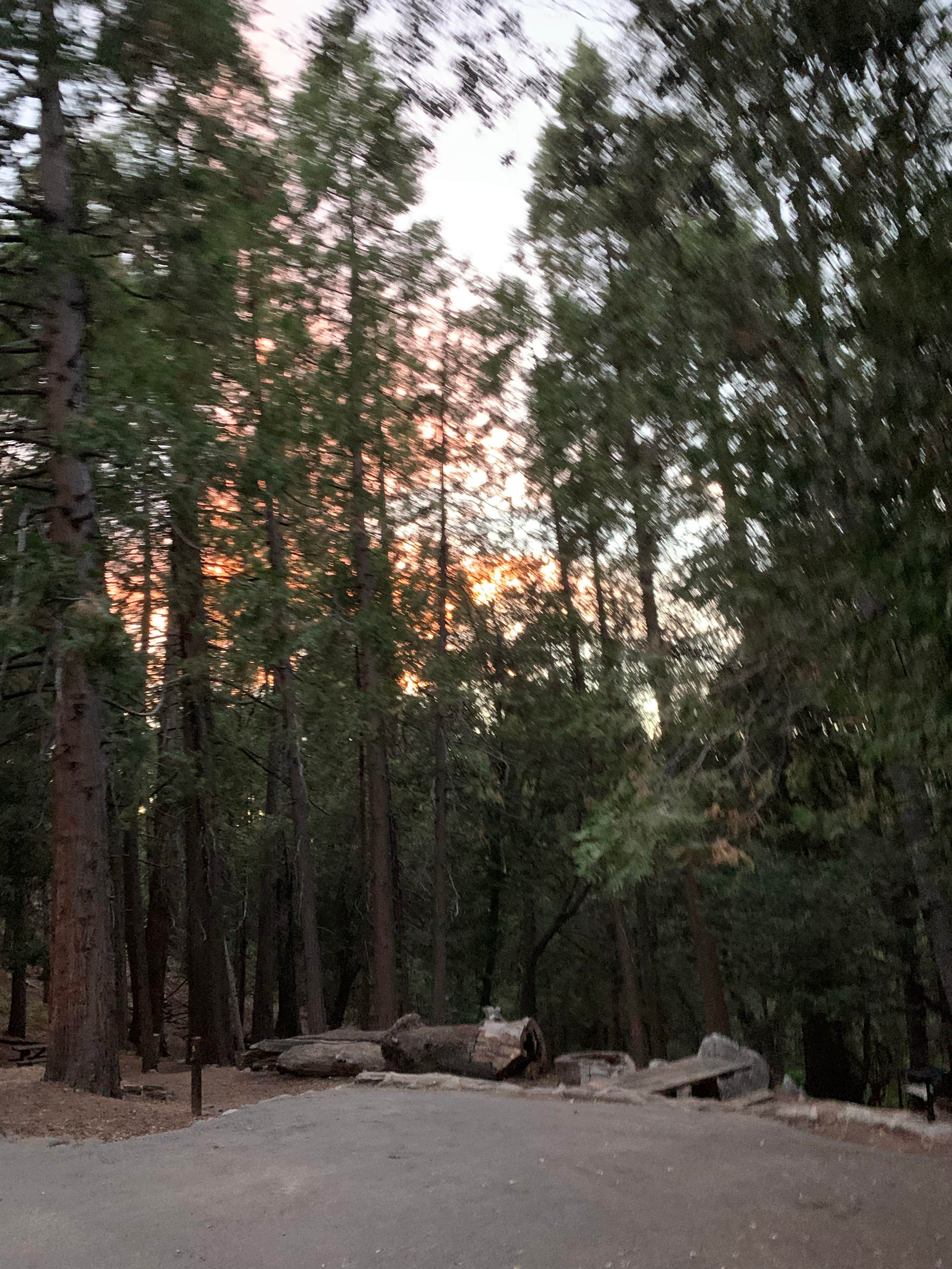 Camper submitted image from Palomar Mountain State Park Campground - 1