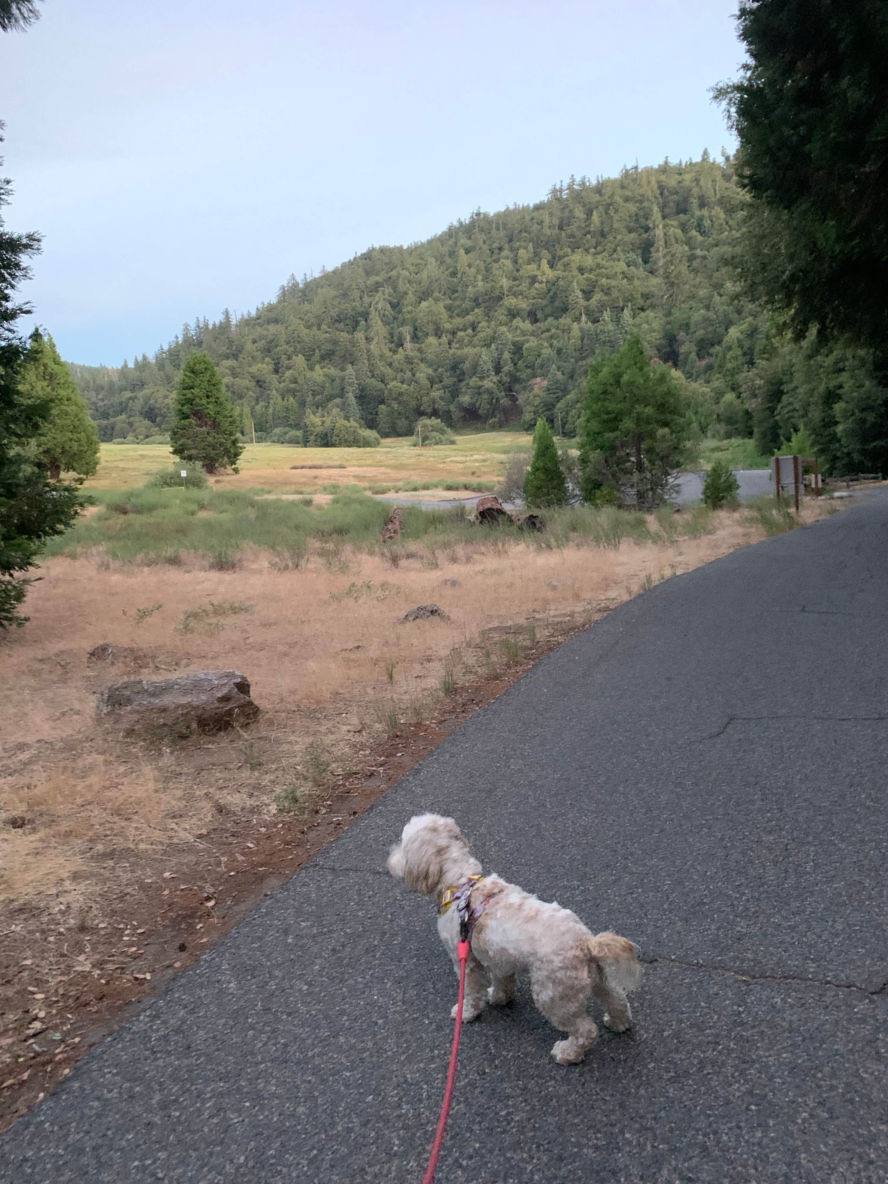 lordIrm's photo of camping with pets at Palomar Mountain State Park Campground near Cleveland National Forest