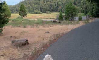 lordIrm's photo of camping with pets at Palomar Mountain State Park Campground near Cleveland National Forest