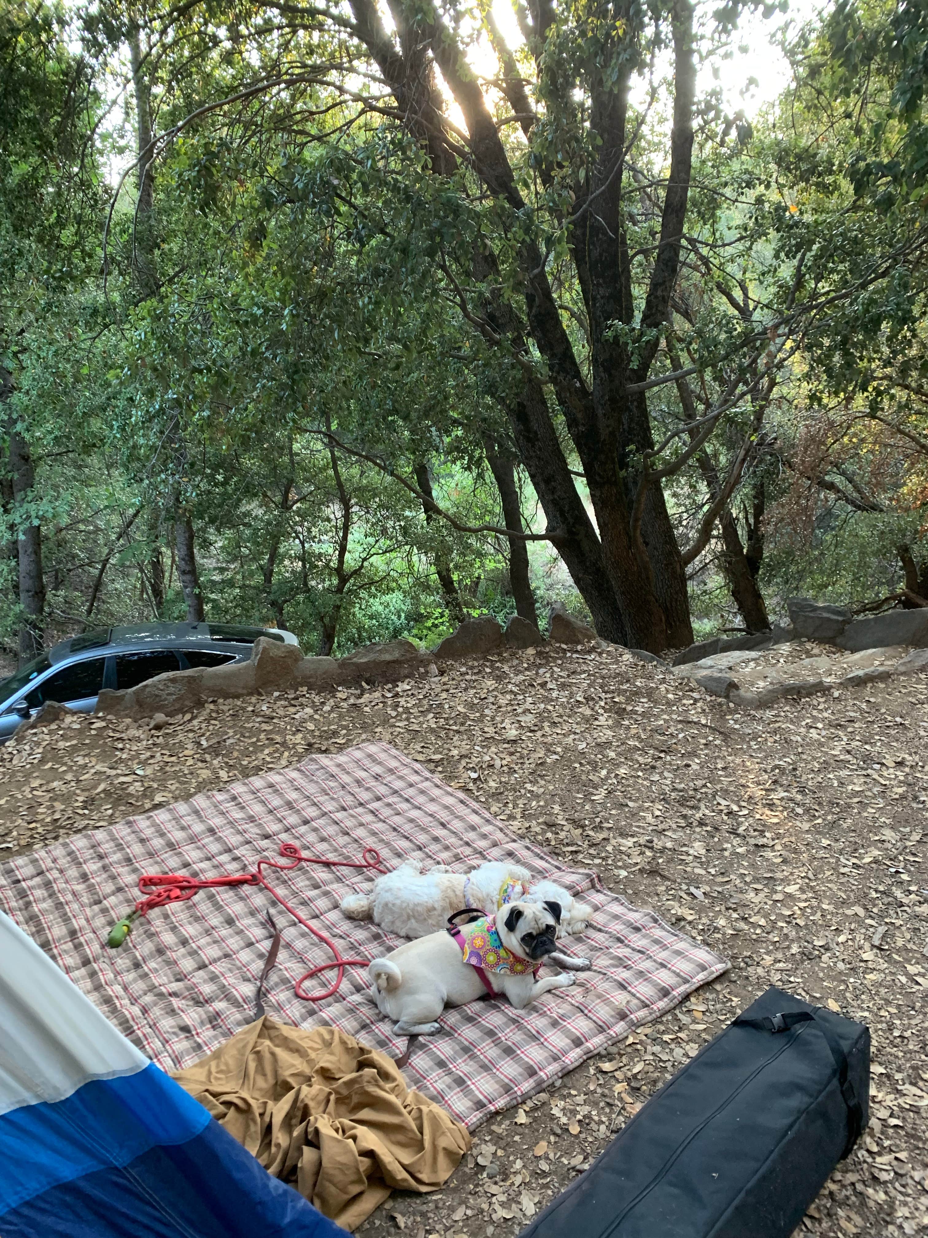 lordIrm's photo of camping with pets at Palomar Mountain State Park Campground near Cleveland National Forest