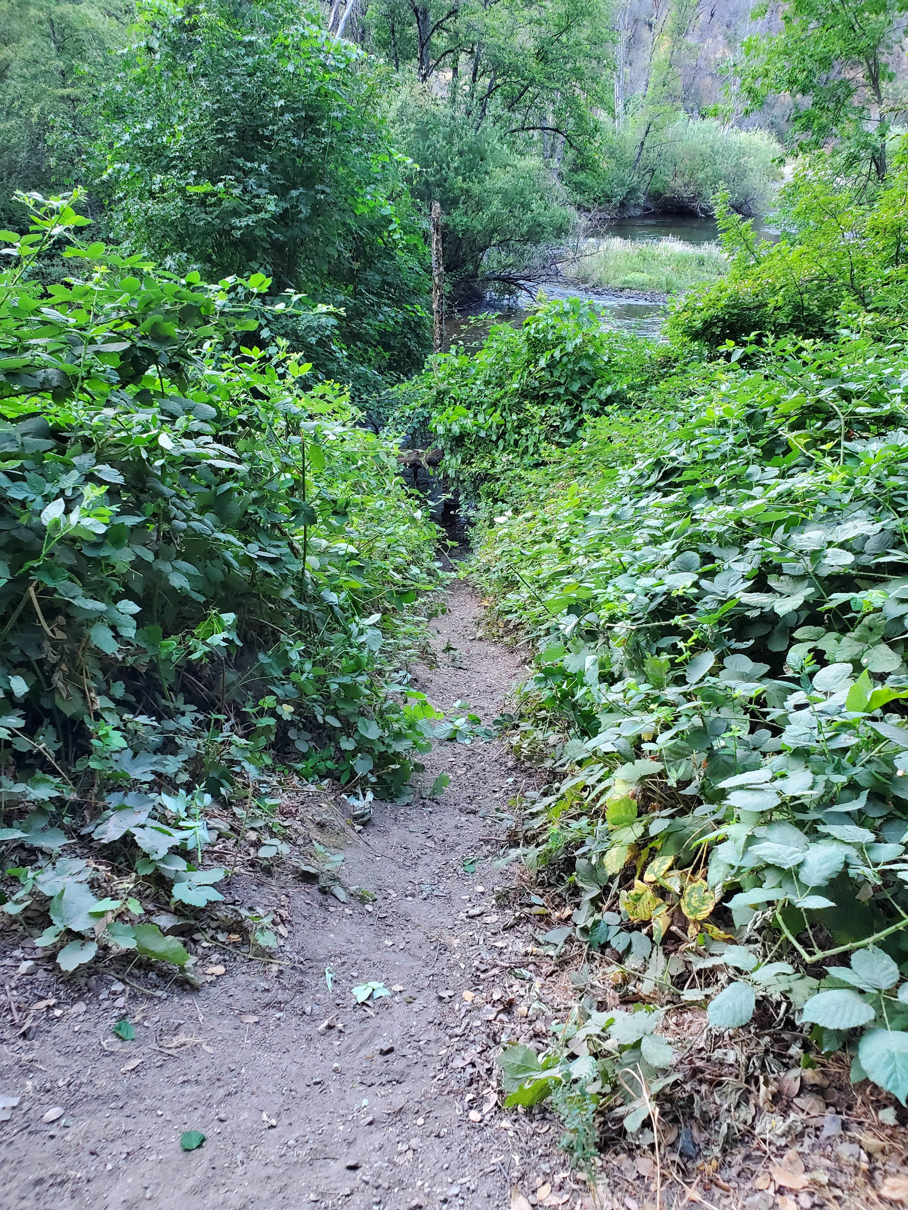Camper-submitted photo at Peltier Bridge Primitive Campground — Whiskeytown-Shasta-Trinity National Recreation Area near French Gulch, CA