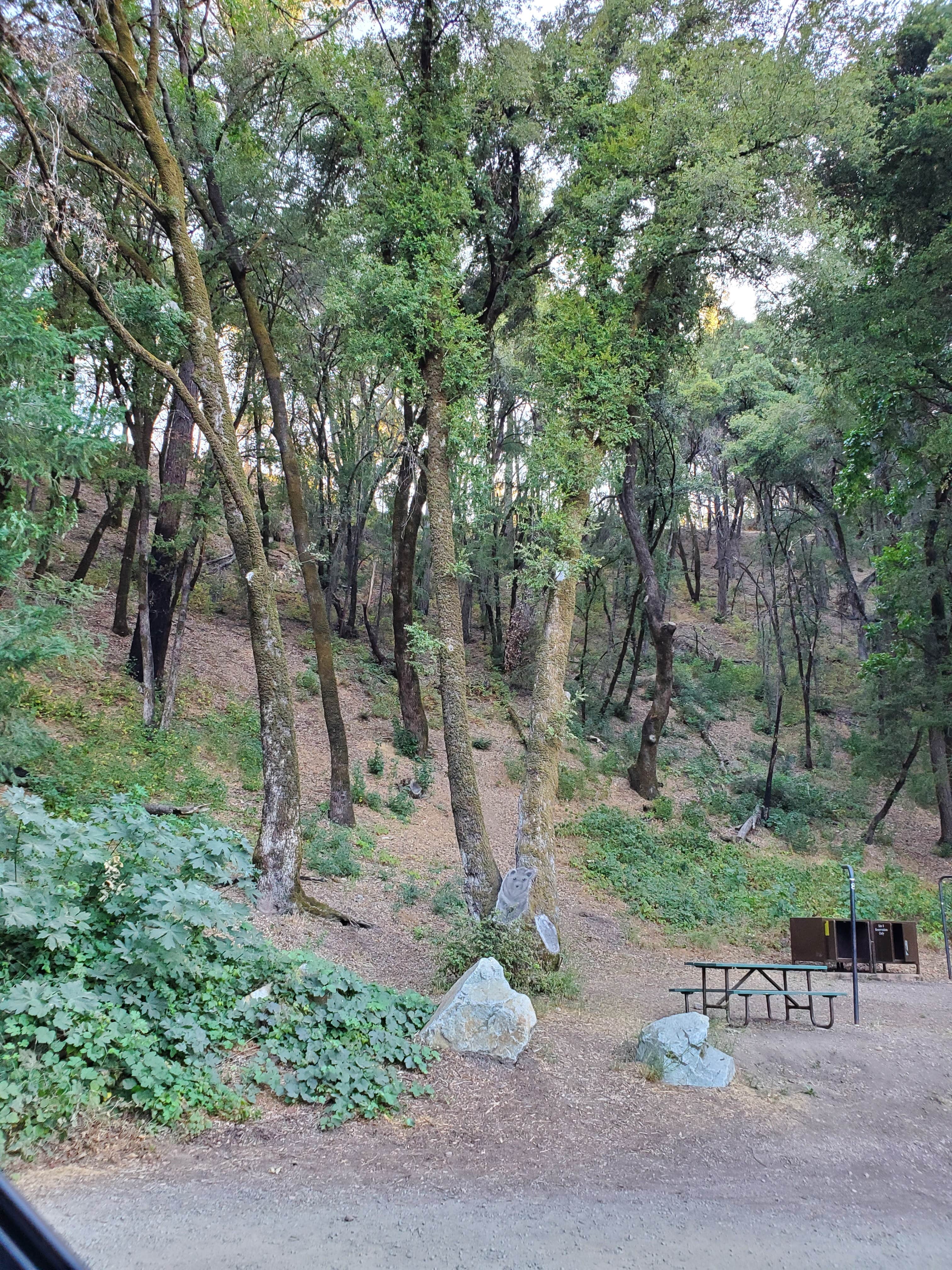 Camper submitted image from Peltier Bridge Primitive Campground — Whiskeytown-Shasta-Trinity National Recreation Area - 5