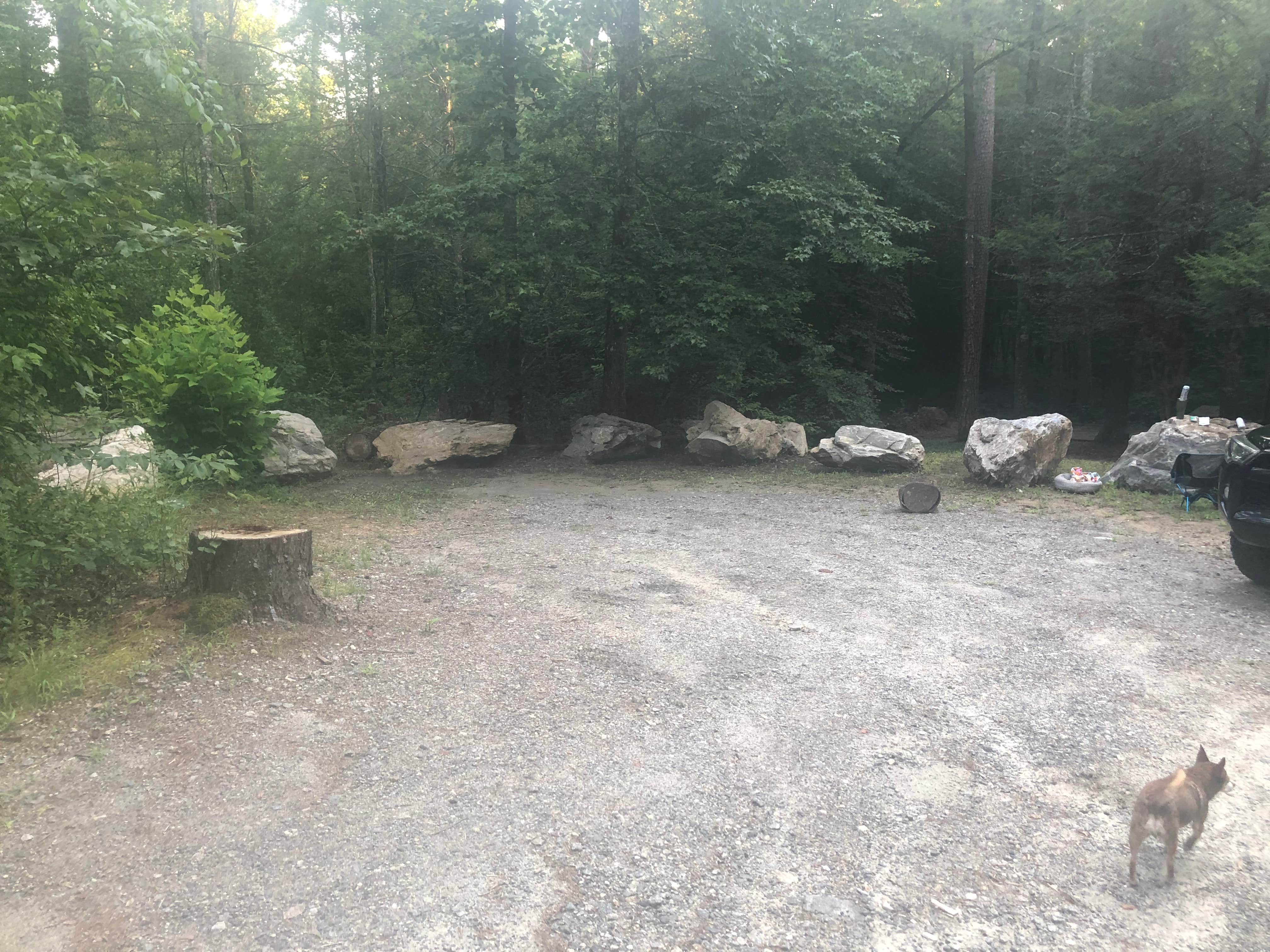 Hannah L.'s photo of camping with pets at Brown Mountain Roadside Campsites near Connelly Springs, NC