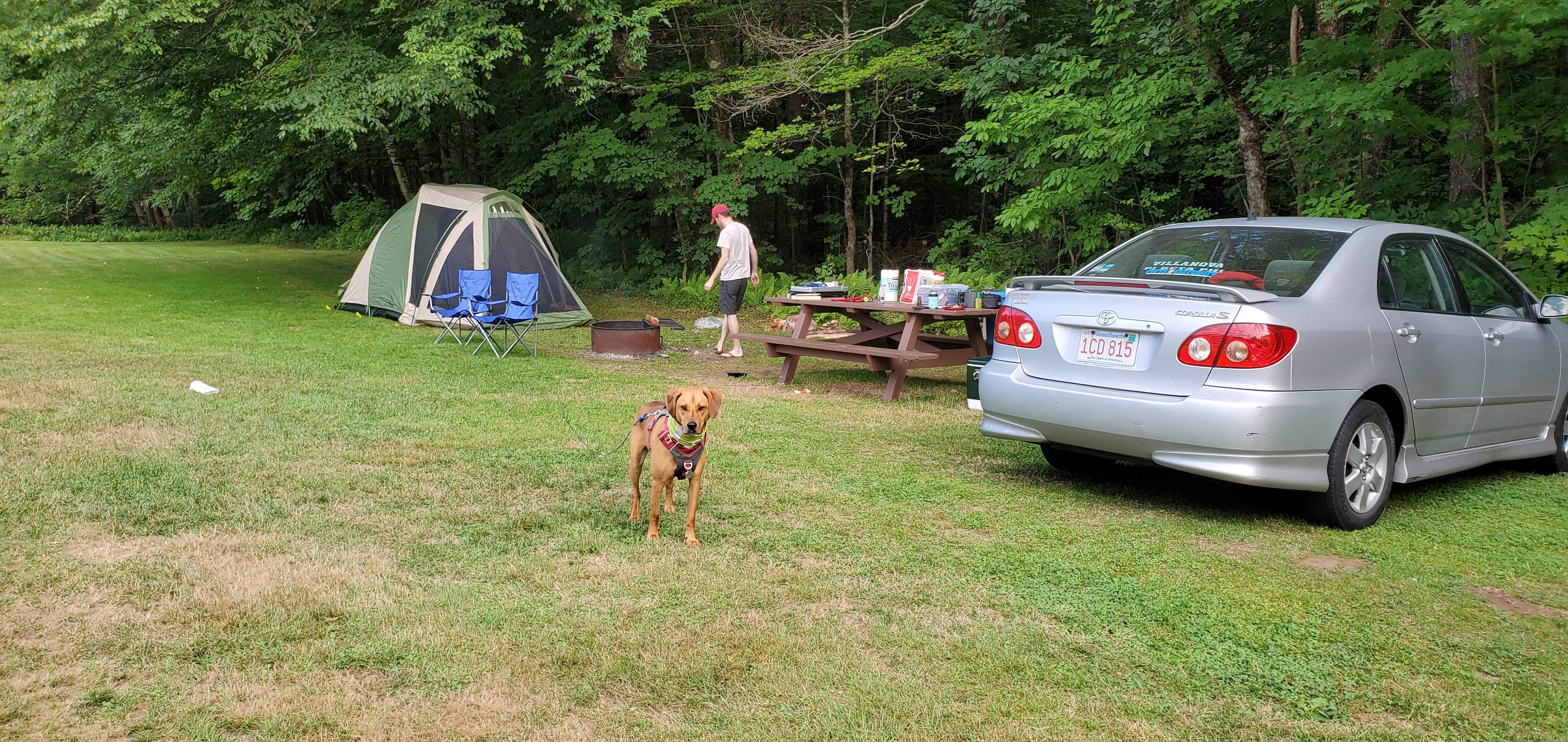 Drew Q.'s photo at Pittsfield State Forest Campground near West Stockbridge, MA