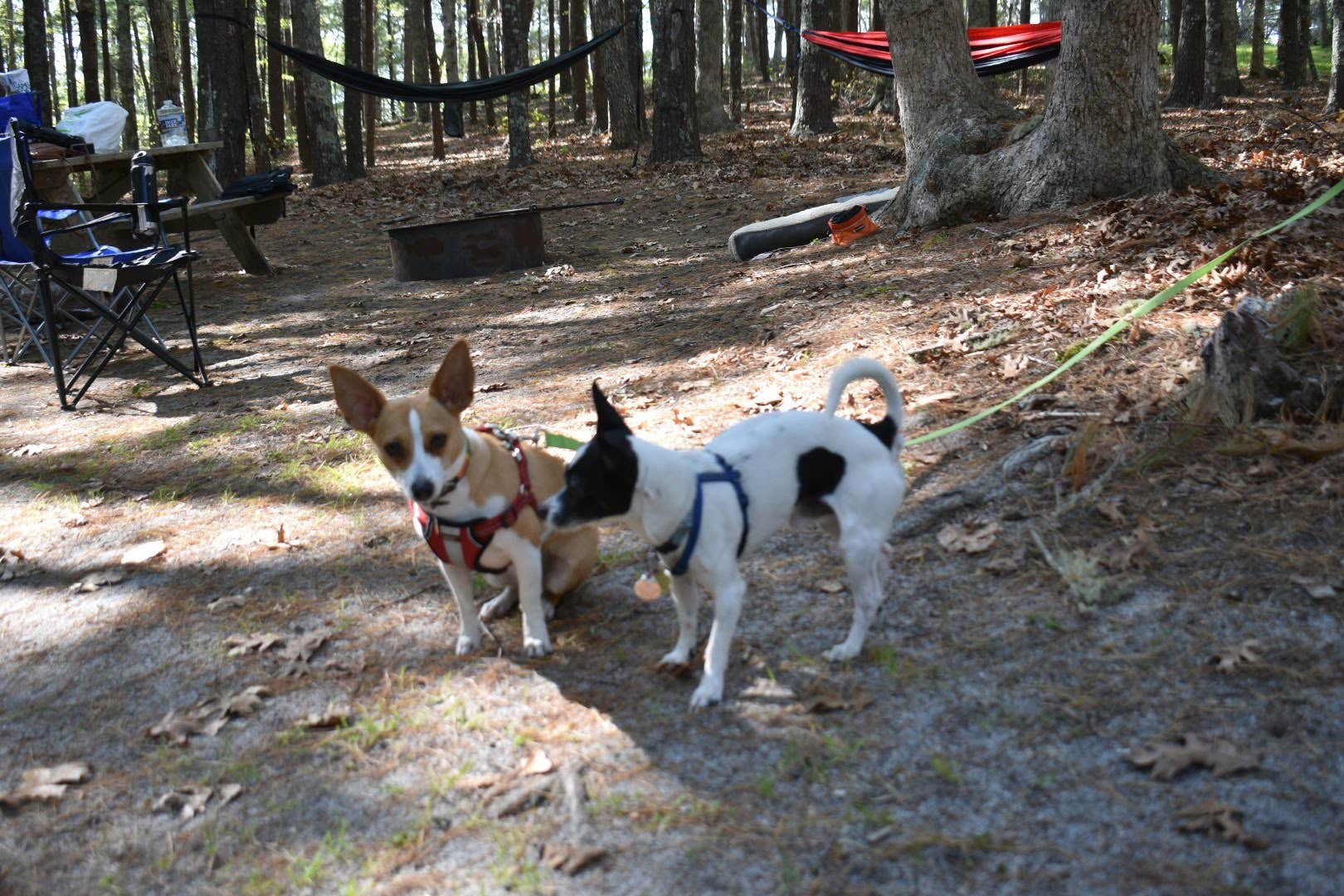Drew Q.'s photo of camping with pets at Nickerson State Park Campground near Provincetown, MA