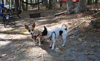 Drew Q.'s photo of camping with pets at Nickerson State Park Campground near Dennis Port, MA