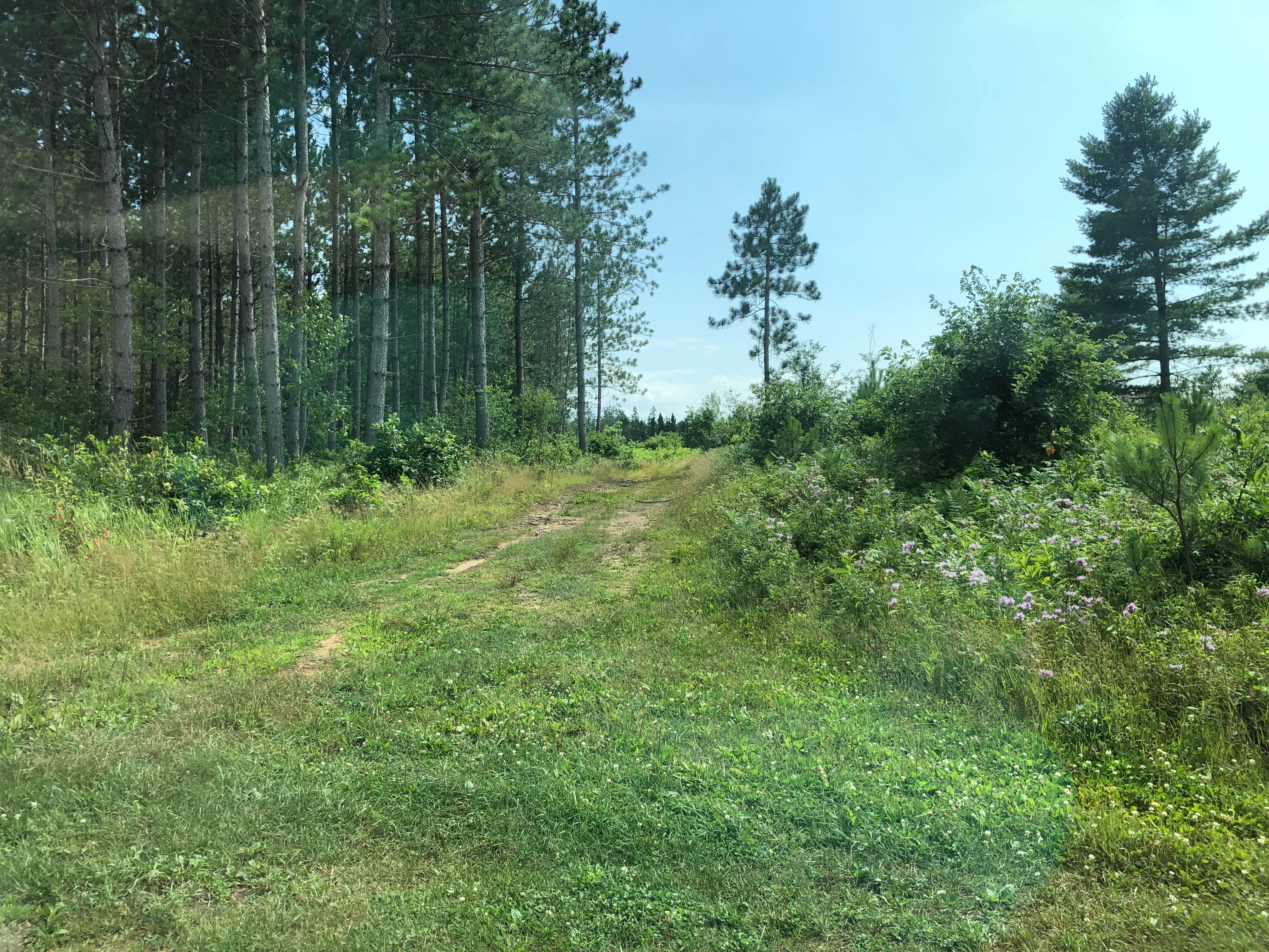 Camper-submitted photo at West Bass Lake near Iron Mountain, MI