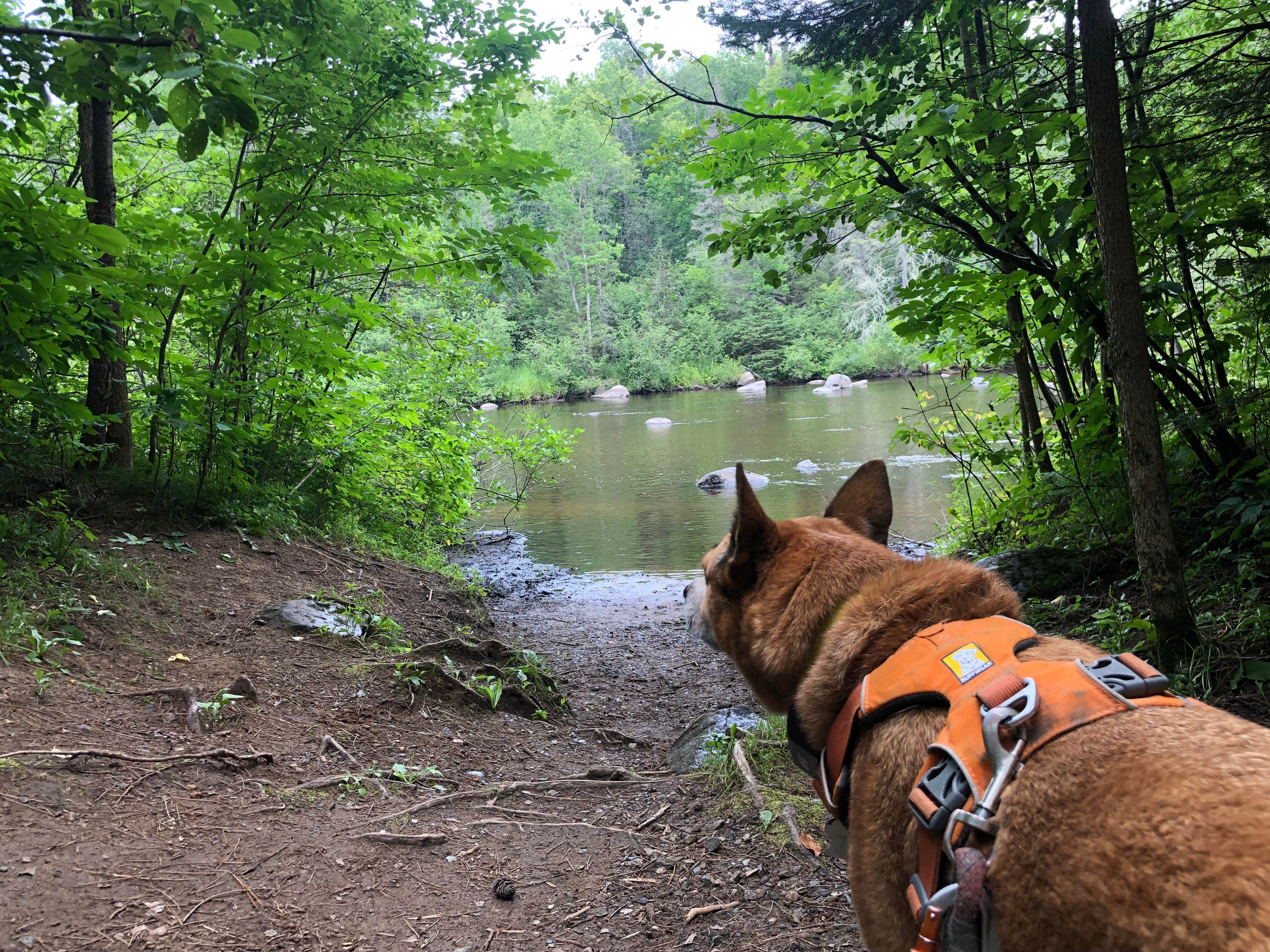 Art S.'s photo of camping with pets at Chipmunk Rapids near Townsend, WI