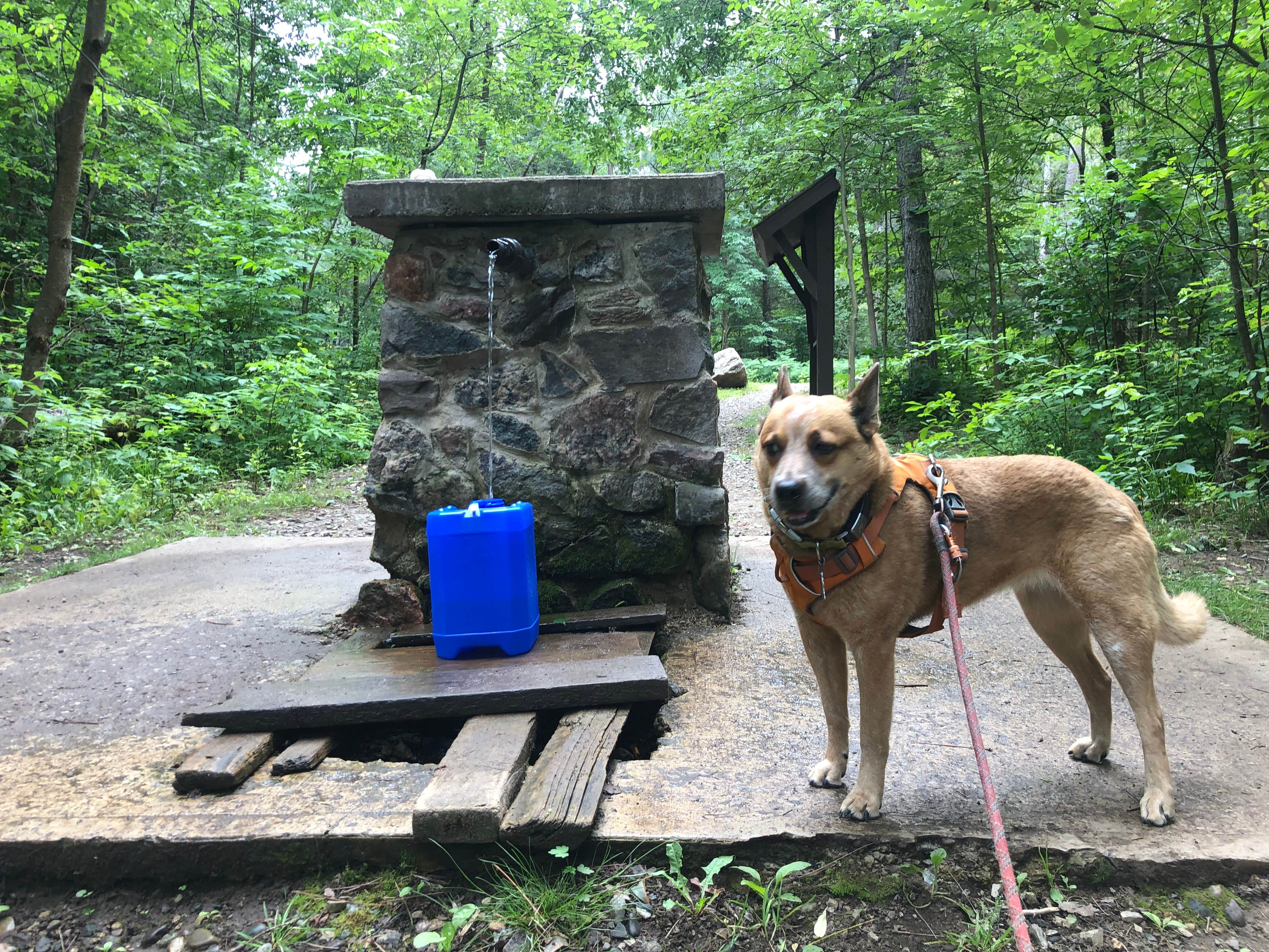 Art S.'s photo of camping with pets at Chipmunk Rapids near Crystal Falls, MI