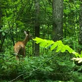 Review photo of Lost Lake Cabins by Art S., July 30, 2021