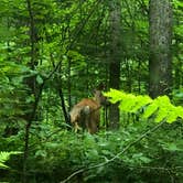 Review photo of Lost Lake Cabins by Art S., July 30, 2021