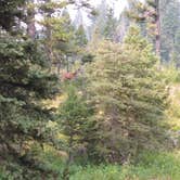 Review photo of Little Blackfoot River Dispersed Campsite by Dexter I., July 30, 2021