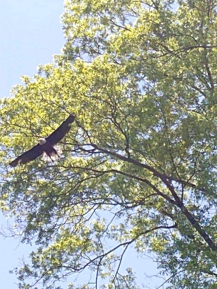 Camping near Honesdale - Poconos KOA: Narrowsburg Campground, Narrowsburg, New York