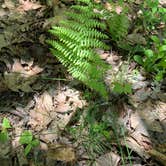 Review photo of Devils Fork State Park Campground by Jackie F., July 30, 2021