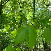 Review photo of Devils Fork State Park Campground by Jackie F., July 30, 2021