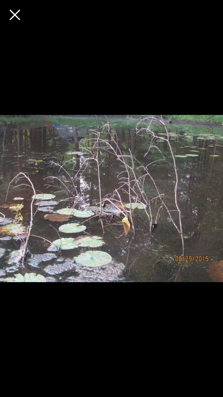 Camper-submitted photo at Brunet Island State Park Campground near Eau Claire, WI