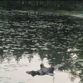 Review photo of Brunet Island State Park Campground by Lisa J., June 17, 2018