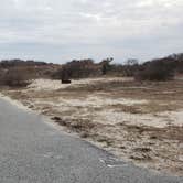 Review photo of Assateague State Park Campground by Jean C., July 30, 2021