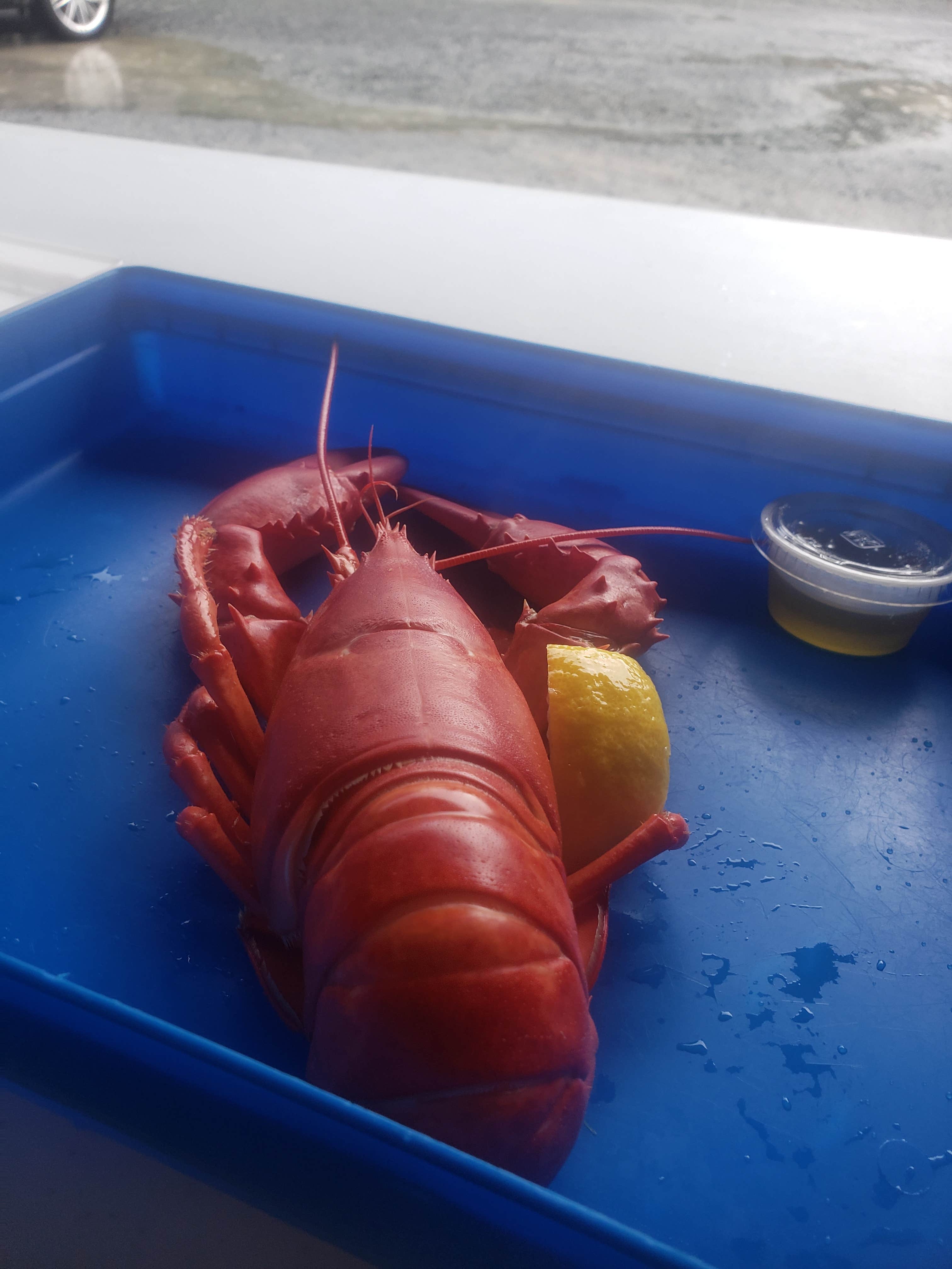 Tucker B.'s photo of camping with pets at Hadley's Point Campground near Ellsworth, ME