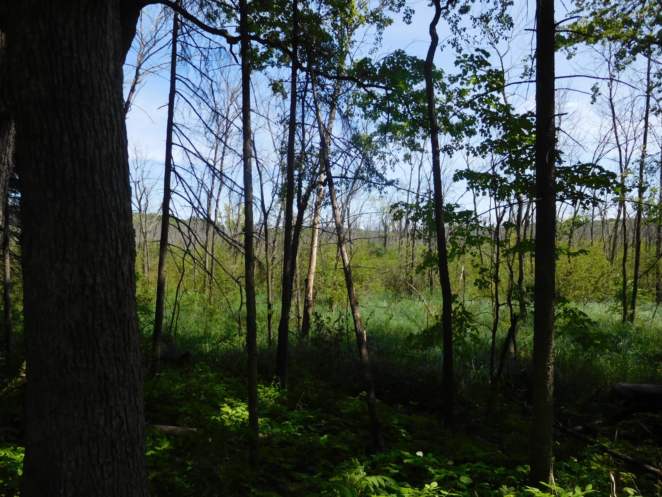 Kettle Moraine State Forest Long Lake Campground The Dyrt