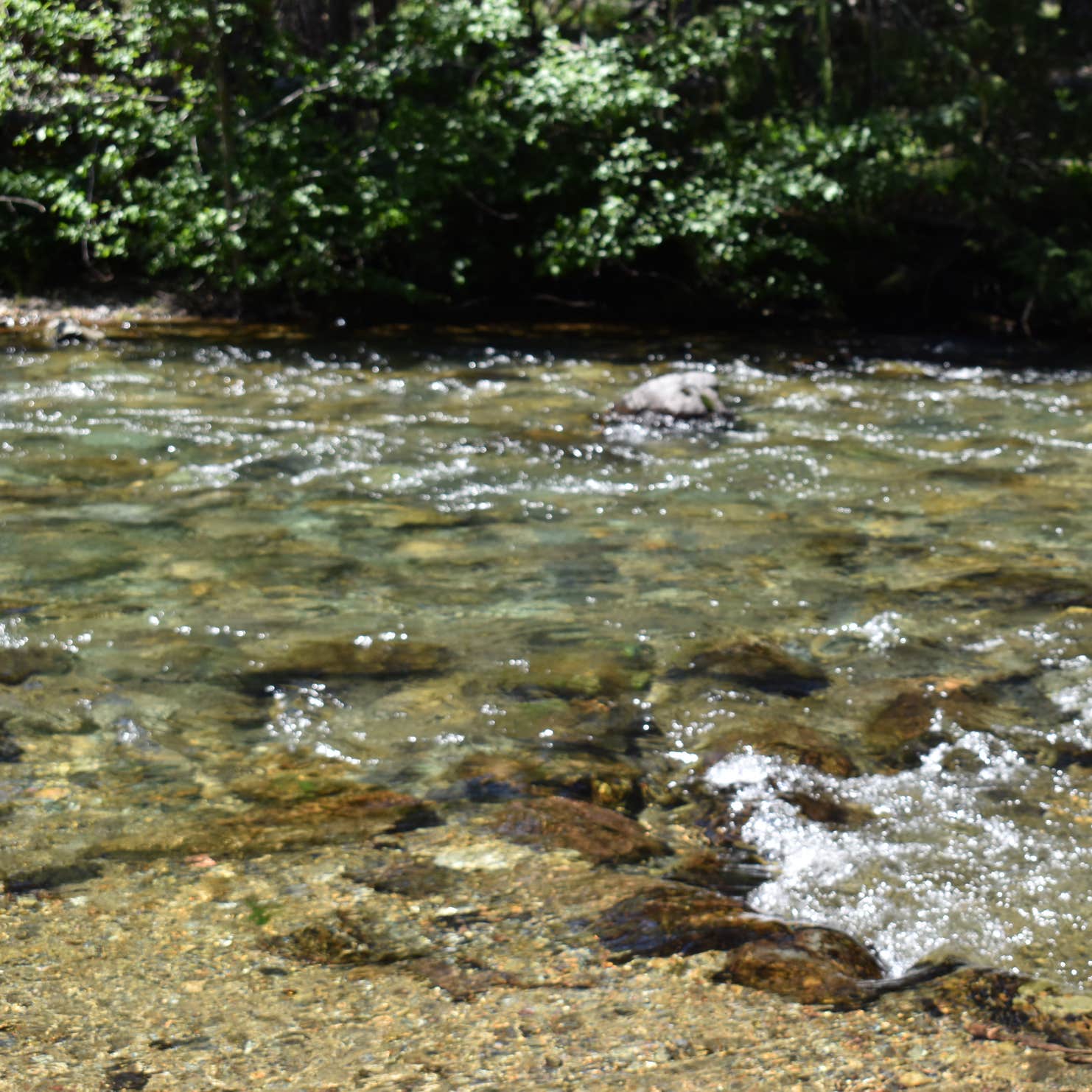 Lodgepole Campground (washington) Naches, WA