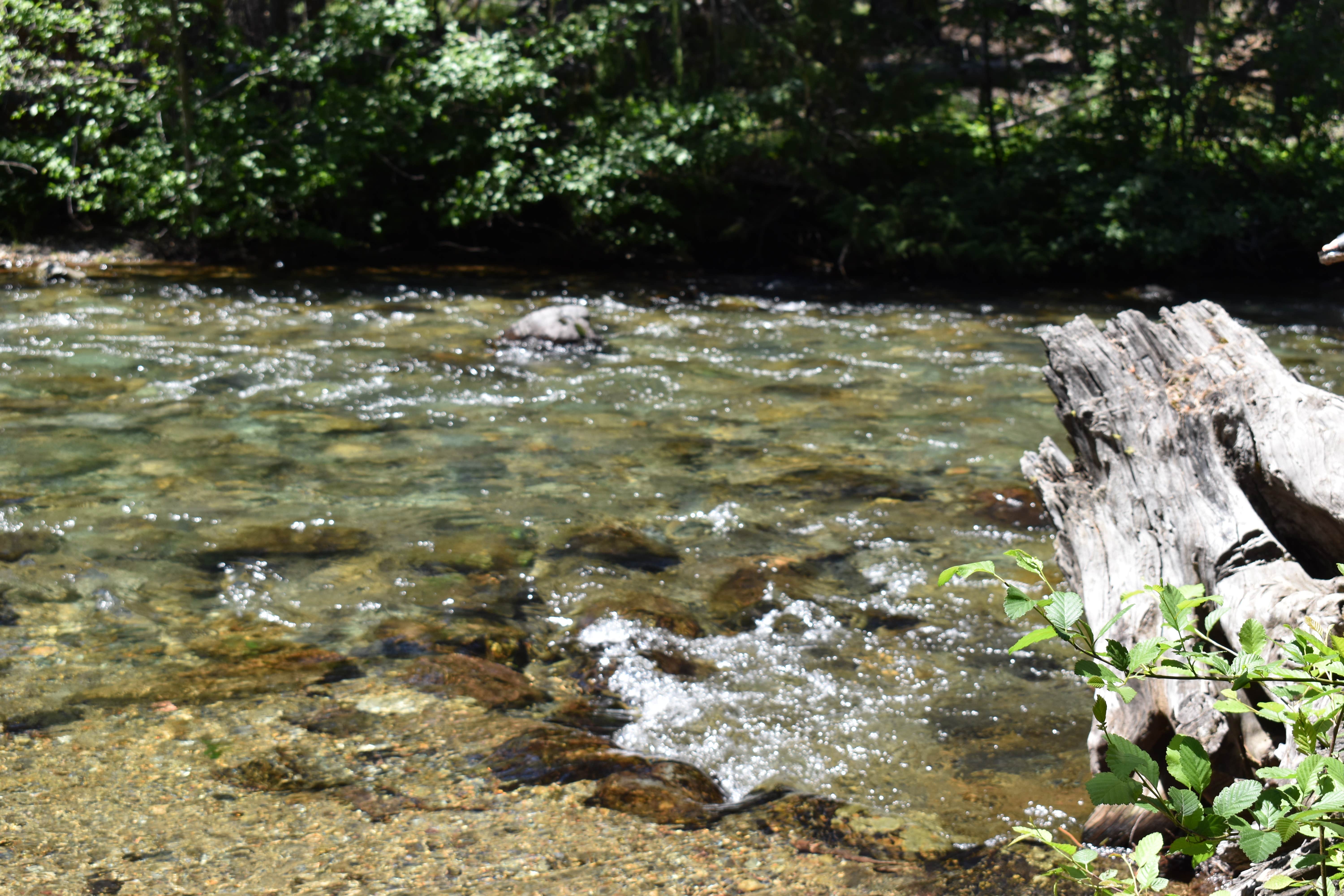 Camper submitted image from Lodgepole Campground (washington) - 5