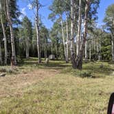 Review photo of Grizzly Ridge Meadow Dispersed Area by Greg L., July 30, 2021