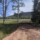 Review photo of Grizzly Ridge Meadow Dispersed Area by Greg L., July 30, 2021