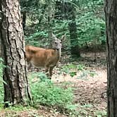 Review photo of Lake Powhatan — National Forests In North Carolina by Diane H., July 30, 2021