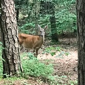 Review photo of Lake Powhatan Campground by Diane H., July 30, 2021