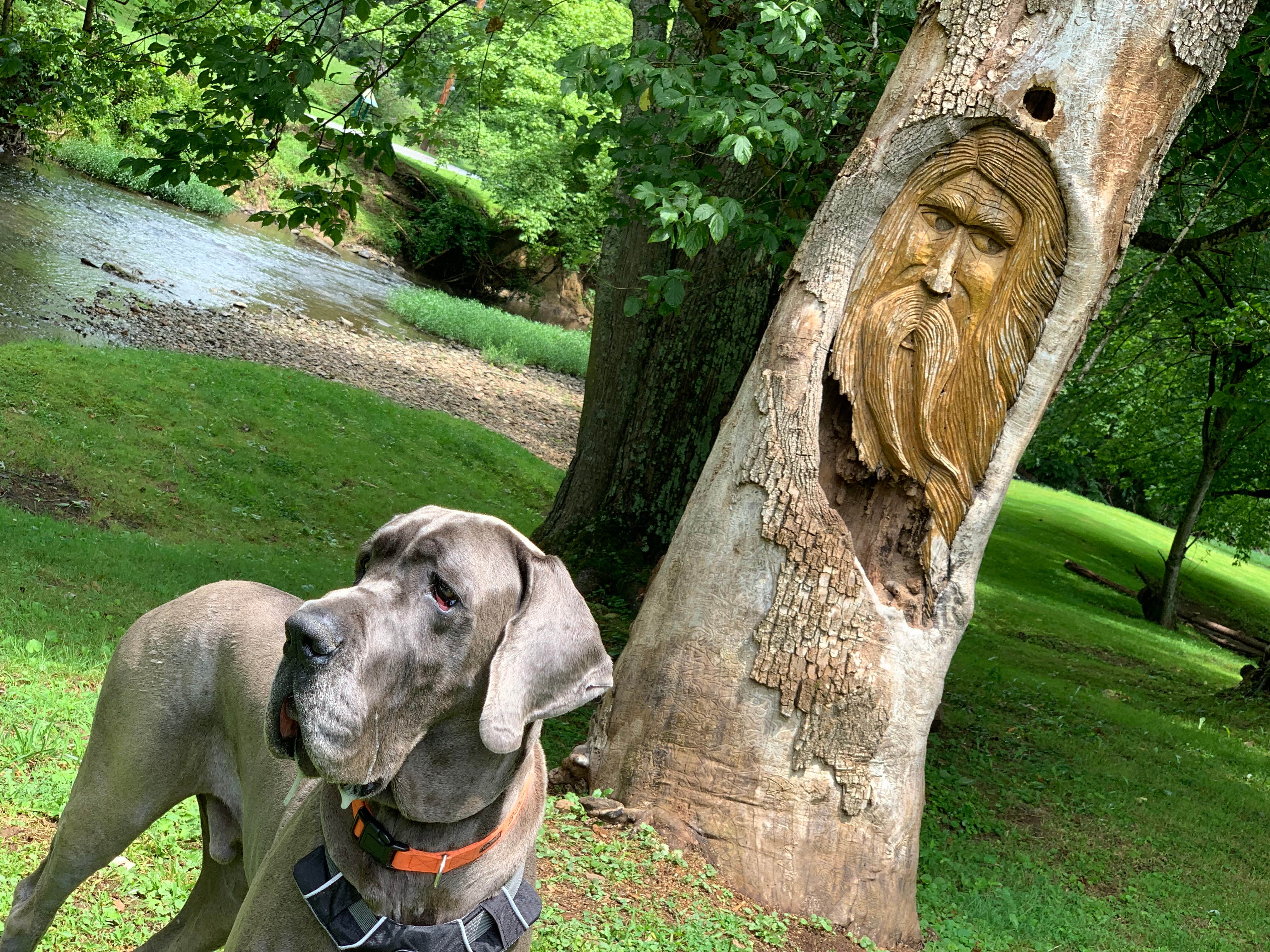 Charlene's photo of camping with pets at Jessie Lea RV Park and Campground near Lynch, KY