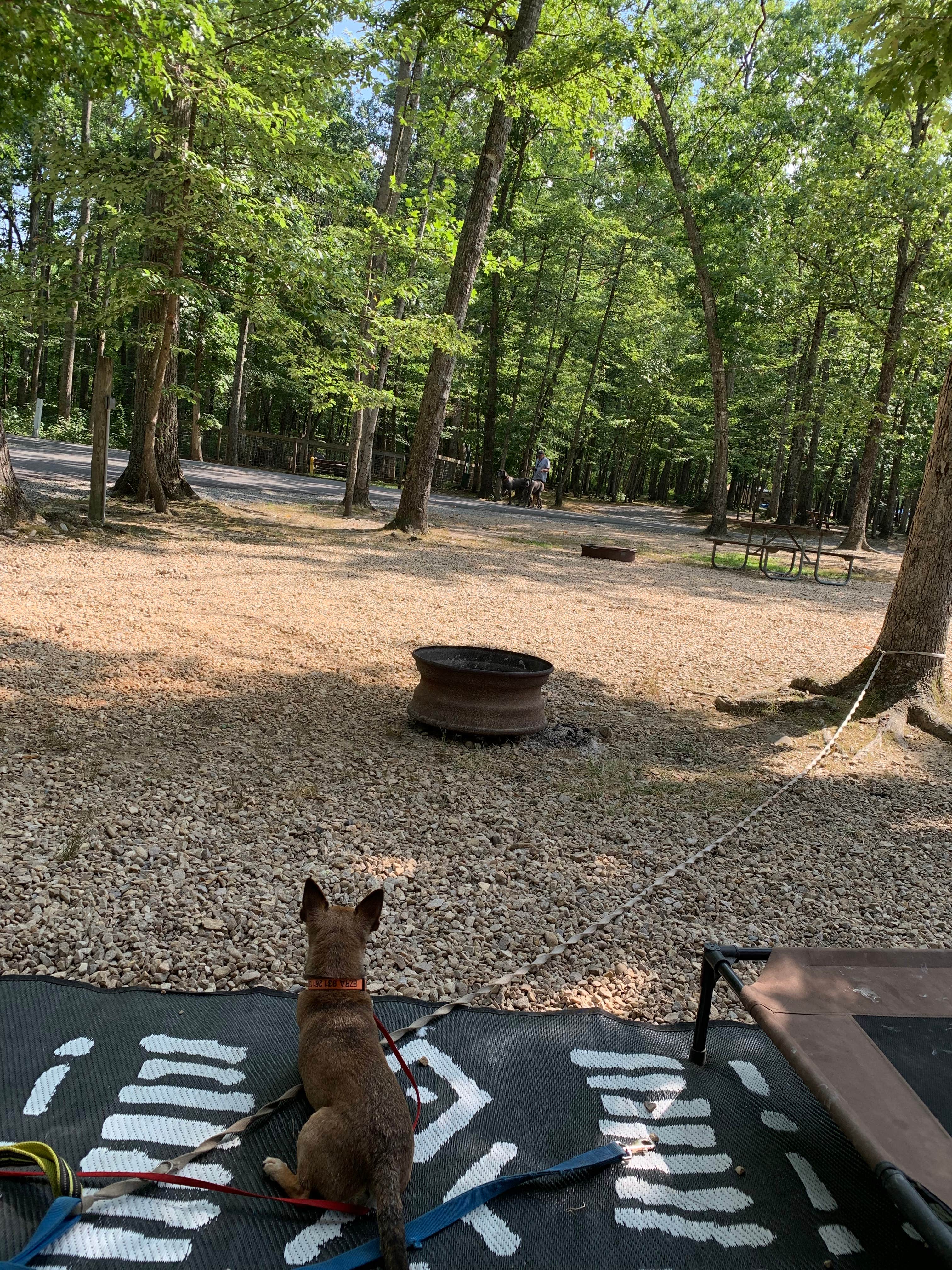 Charlene's photo of camping with pets at Sun Retreats Shenandoah Valley near Newport, VA