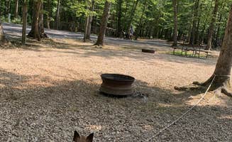 Charlene's photo of camping with pets at Sun Retreats Shenandoah Valley near Raphine, VA