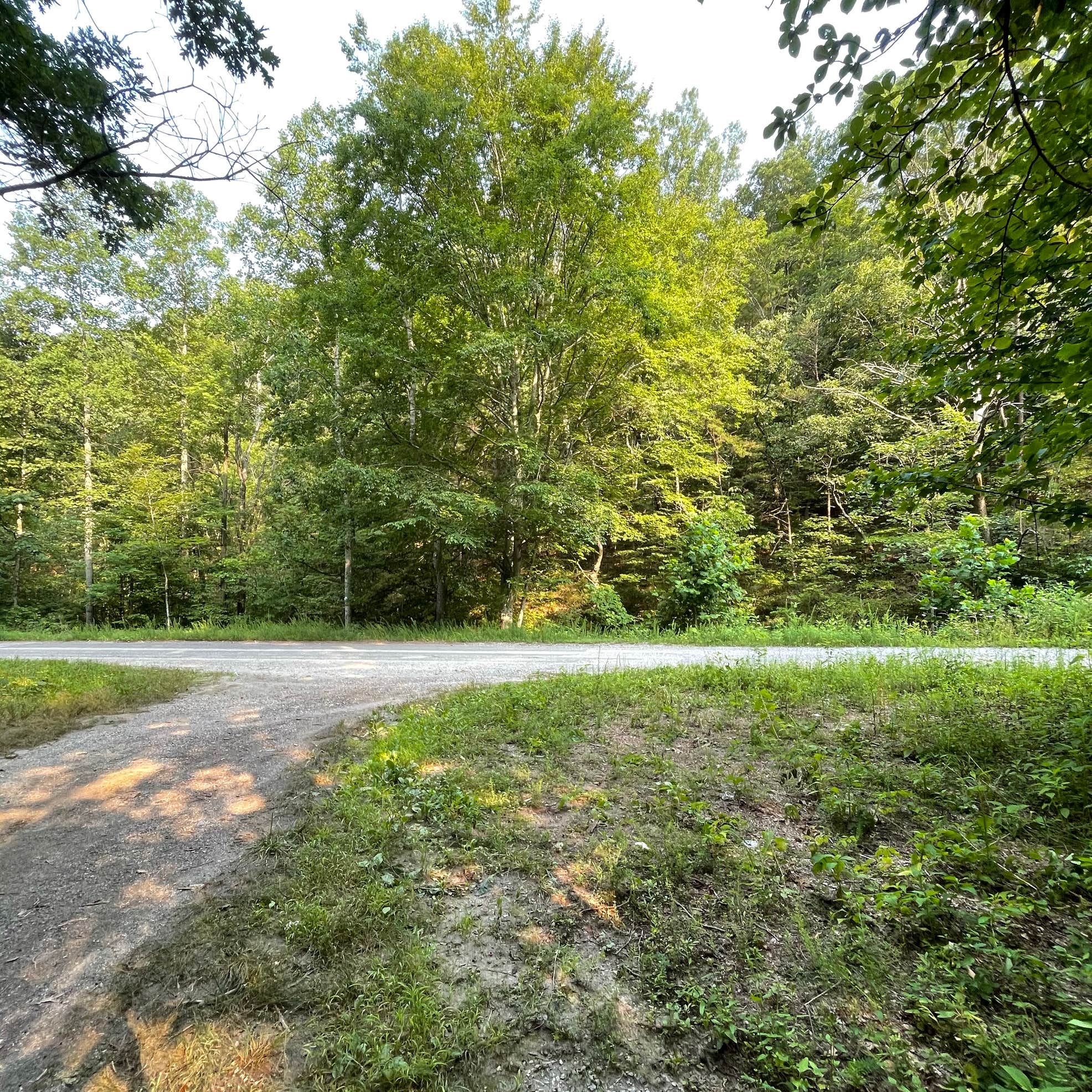 Washington National Forest off 812 Camping The Dyrt